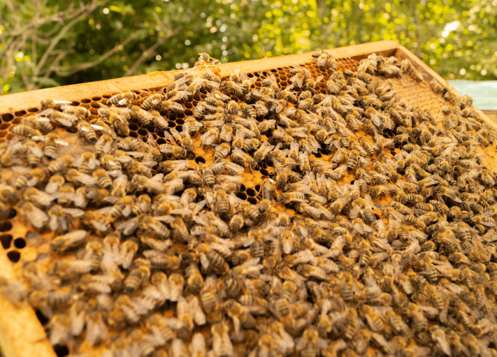 Uten navn (1238 × 890 px)