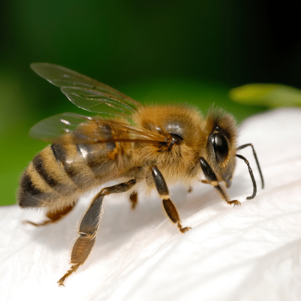 Div Some innlegg (21)