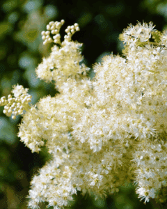 Filipendula ulmaria